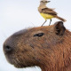 The Human Capybara