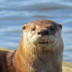 Raphi loutre fatiguée